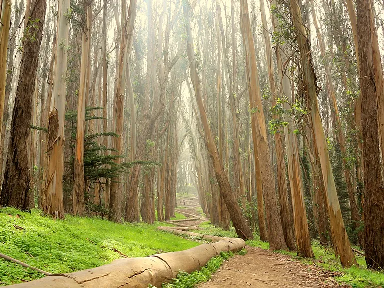 Enjoy daily walks to the Presidio's forested trails and panoramic views. 1 min drive (Lover's Lane shown)