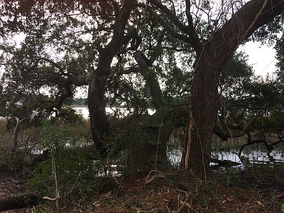 Large oak on marsh