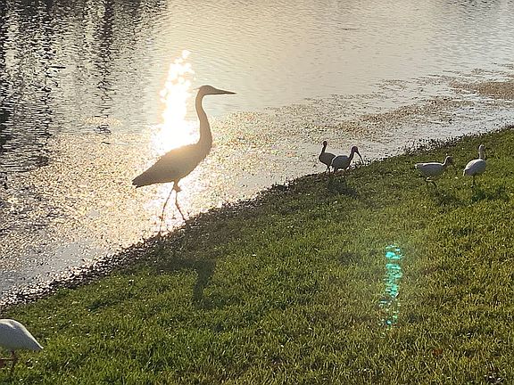 Egrets 