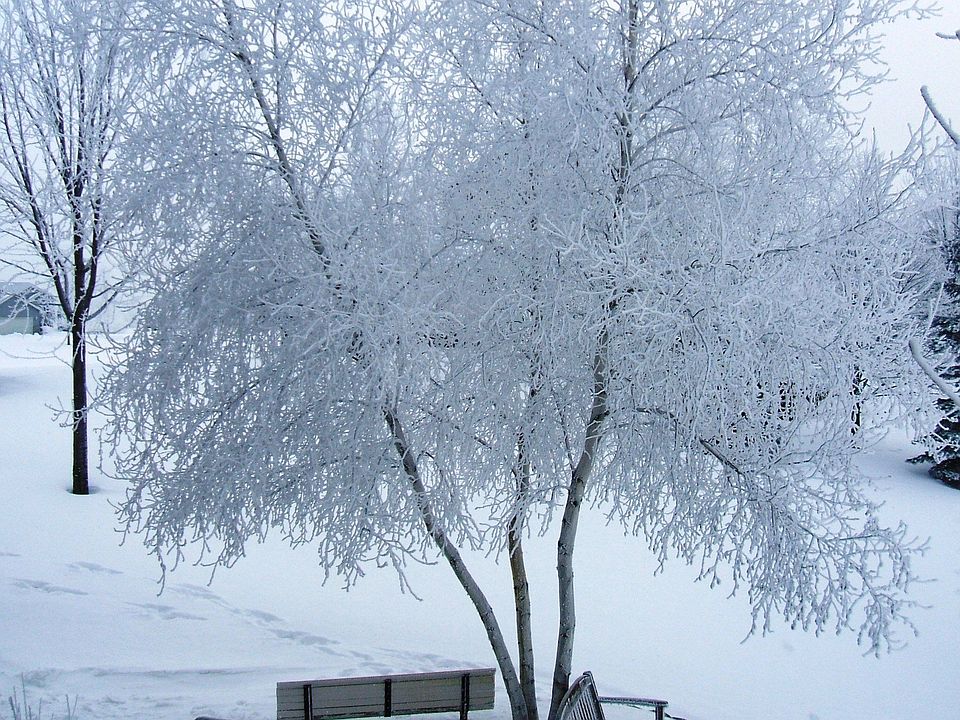 Backyard view