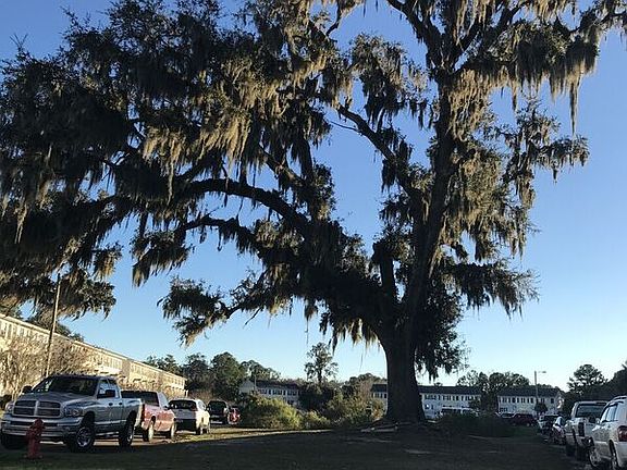 A vast Oak tree welcomes you to the community