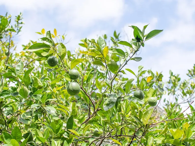 Citrus (pomelo) tree