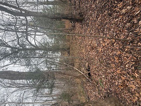 3rd image of Paradise Rd