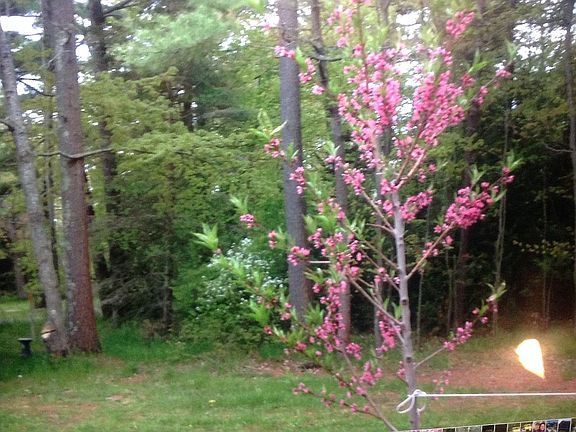 Two peach trees