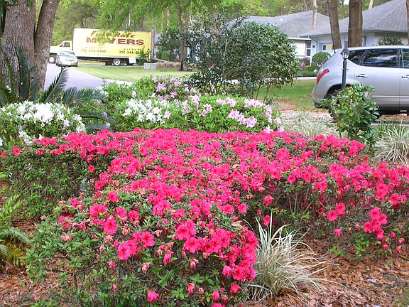 a few of many azaleas