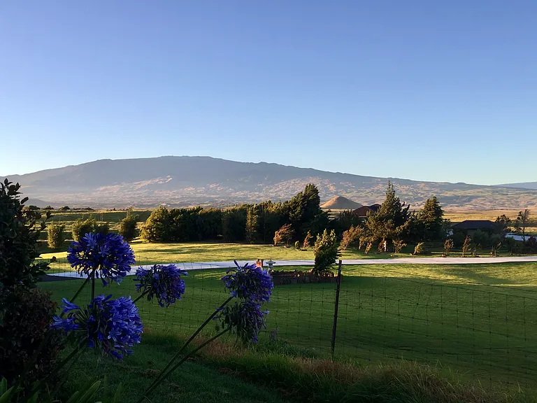 view from the yard
