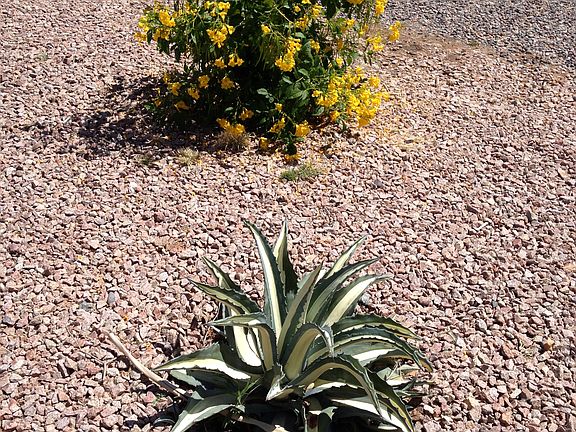 4th image of 2913 E Javelina Ave