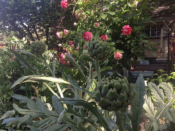 Backyard raised beds