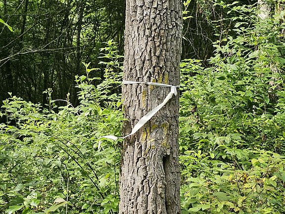 Yellow paint found along southern line.