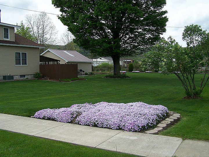 Spring phlox