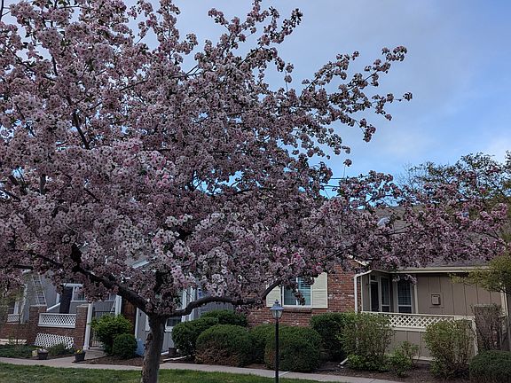 Cherry Blossoms in Spring on Greenbelt
