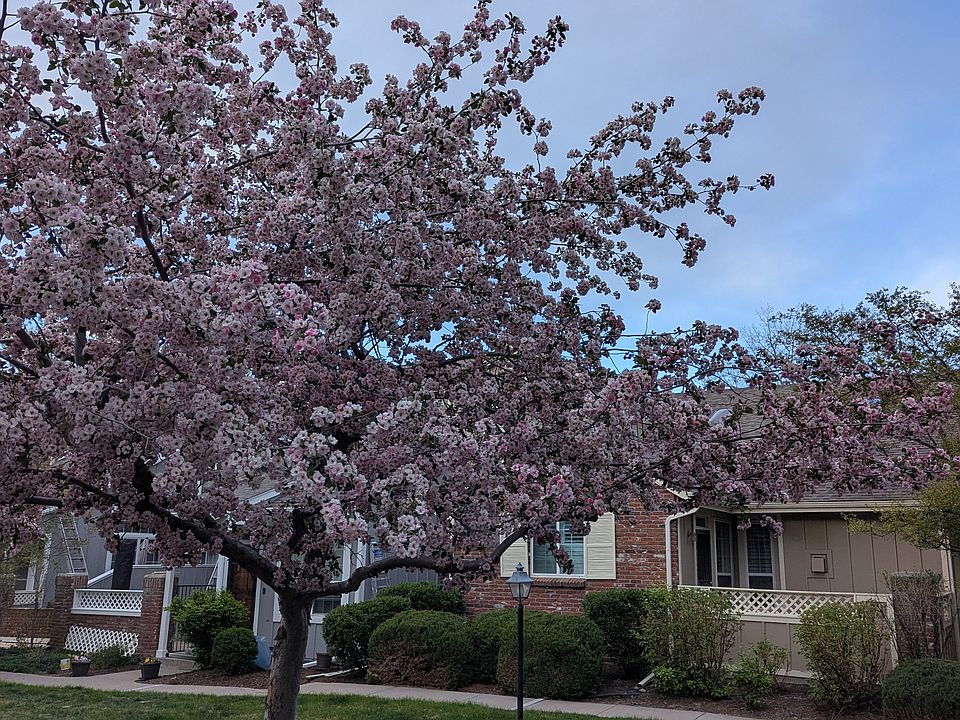 Cherry Blossoms in Spring on Greenbelt