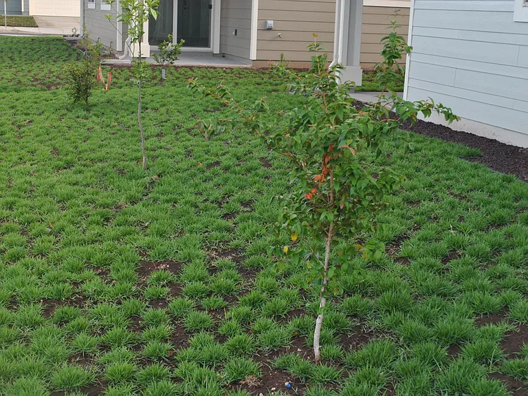 Fruit Trees
