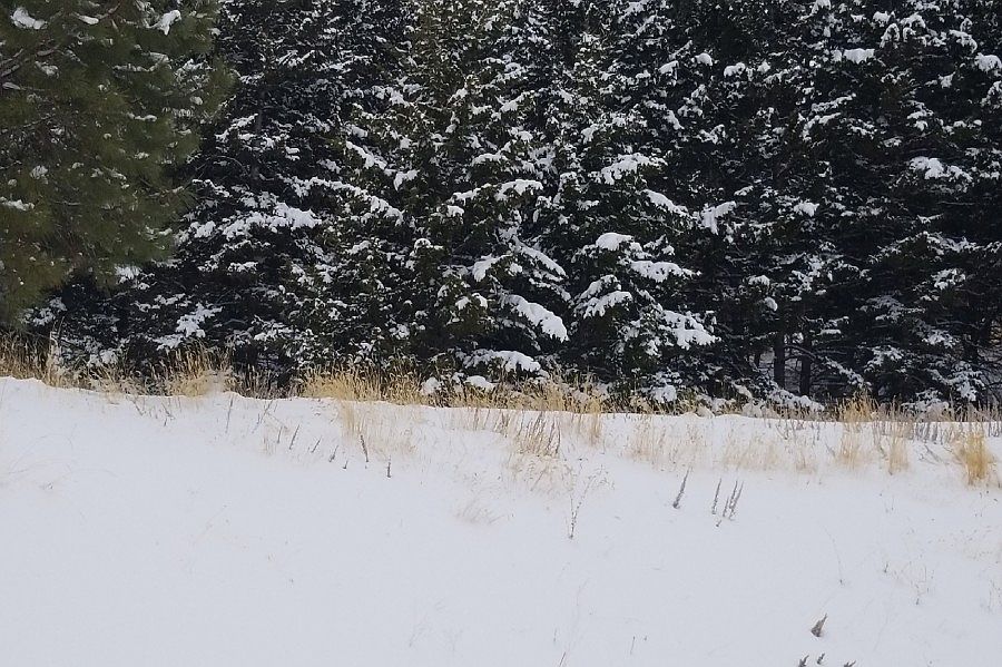 2nd image of 181 Arrowroot Dr