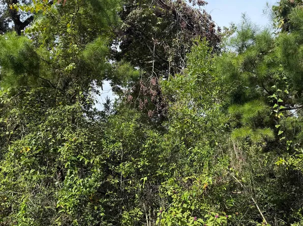 Rochelsie Rd, Crawfordville, FL 32327