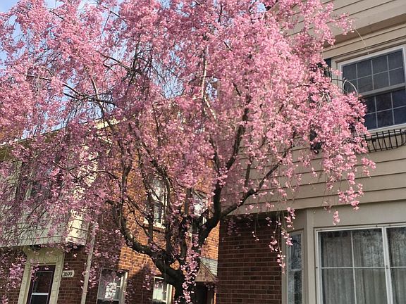 Weeping Cherry in bloom!
