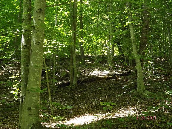 3rd image of Roaring Fork Rd