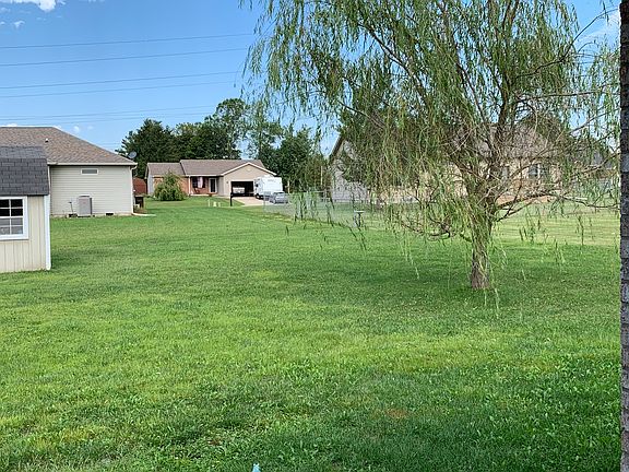 Willow tree in the backyard