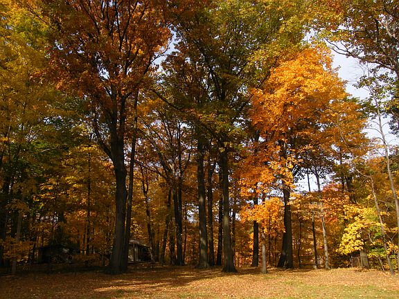 Fall view