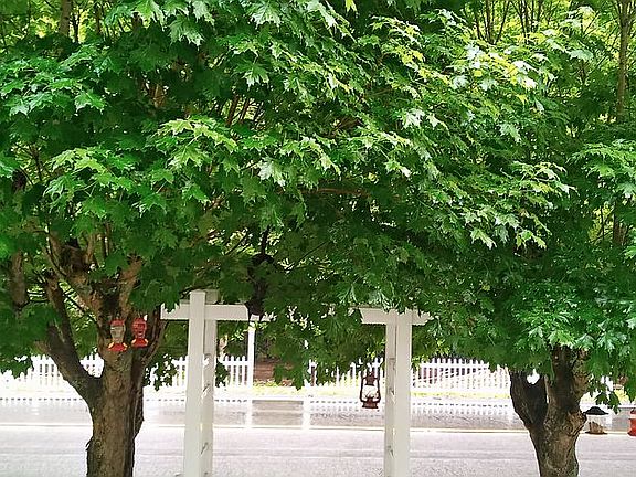 trees are full and beautiful