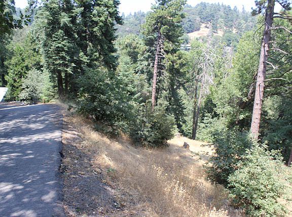 4th image of Fir St