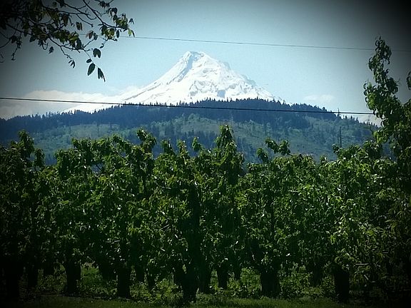 View of Mt Hood