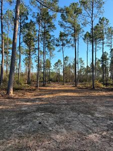 B County Rd #216, Beckville, TX, 75631