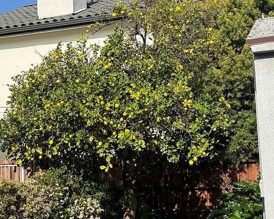 2nd image of 4503 Tobias Ave #4503