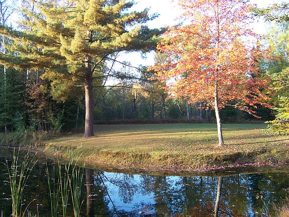 Fall pond view from home
