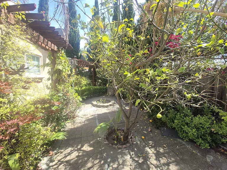 fruit trees