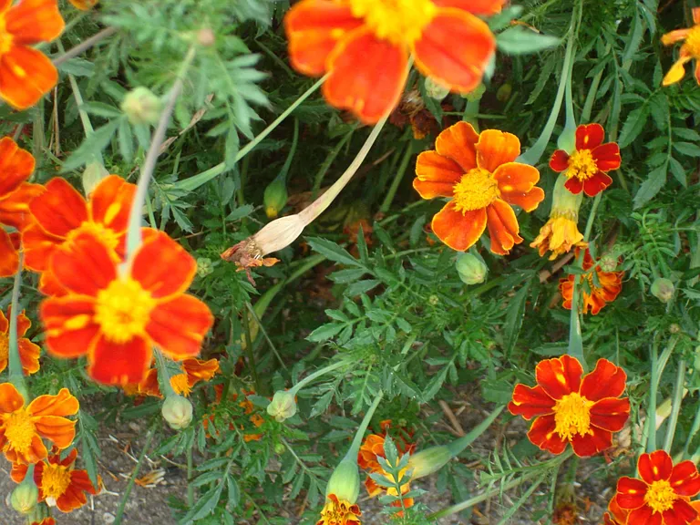 Flowers in the Garden