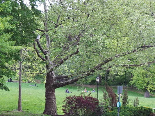 Rented by Perry Associates NYC Inc | media 6