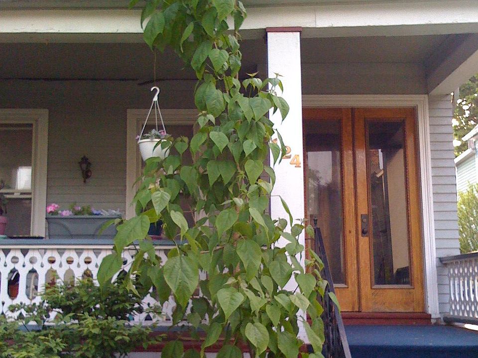 1st image of 124 College St #1