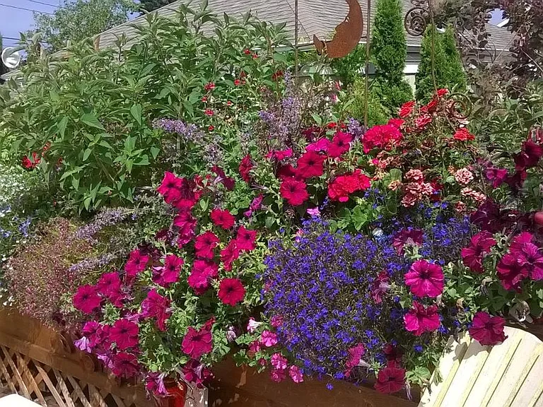 Huge flower box on back deck