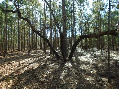 19 Vintage Dr., Pawleys Island, SC, 29585