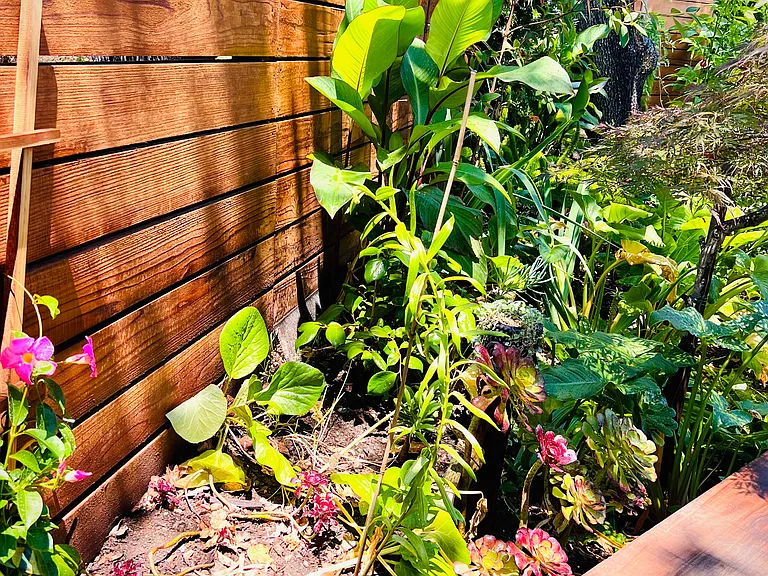 Garden view