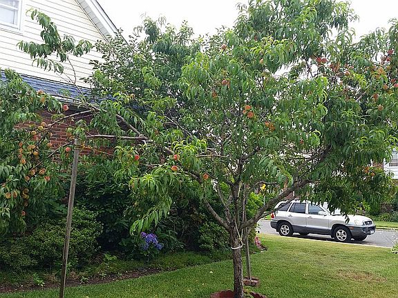 Fruit tree garden