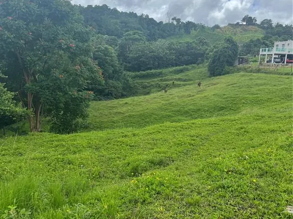 Bo Montones Carr 917, Las Piedras, PR 00771