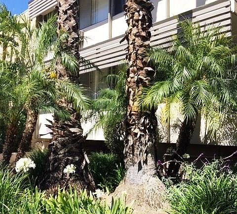 3rd image of 1544 N Hayworth Ave APT 2