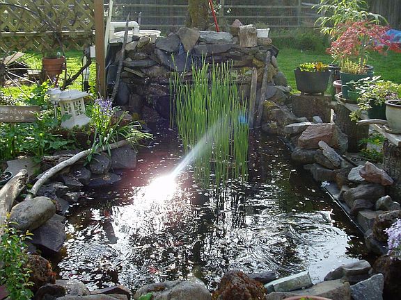Koi pond
