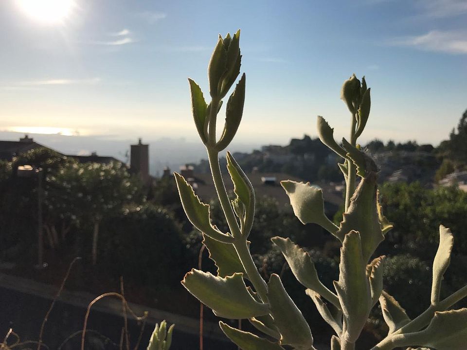 Plants on Balcony that looks out to SF