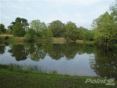 Hugh spring fed pond in back yard stock with varieties of fish.