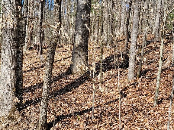 2nd image of 5 & 10 Carolina Springs Ln