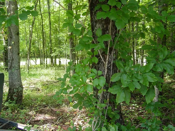 13 Dan Knob Dr, Hayesville, NC 28904