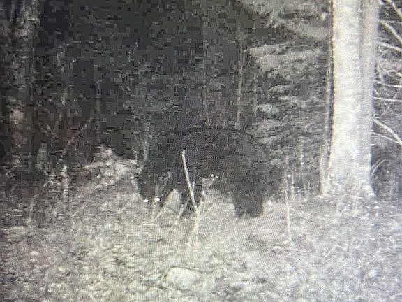 Resident (shy) black bear