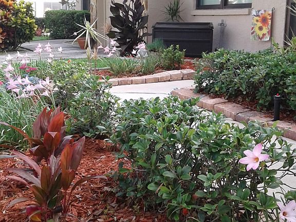 Rain lilies blooming!!!