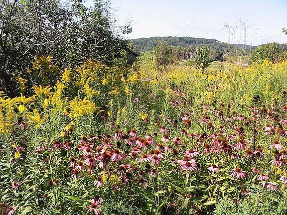 Praire looking south