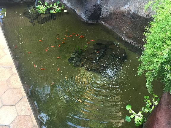 West Grotto Koi Pond