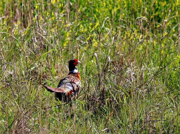 456 D Rd, Palco, KS 67657