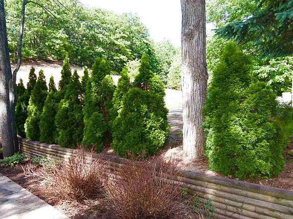 5th image of 2910 Towering Pines Ct